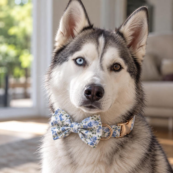 Hampstead Floral Pet Collar